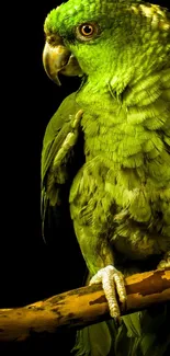 Vibrant green parrot on a branch, against a black background.