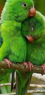 Two green parrots cuddling on a tree branch, vibrant mobile wallpaper.