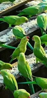 Mobile wallpaper with vibrant green parrots feeding.