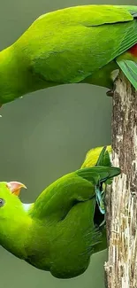 Two vibrant green parrots perched on a wooden branch.