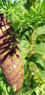 A close-up of a green pine cone in lush evergreen foliage.