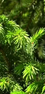 Close-up of lush green pine foliage in natural light.