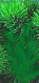 Vibrant green pine needles wallpaper for mobile.