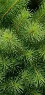 Close-up of vibrant green pine needles, enhancing texture.