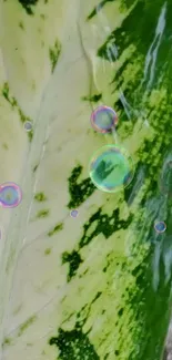 Green and white leaf with colorful bubbles on a vibrant wallpaper.