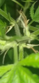 Close-up of vibrant green plant leaves.