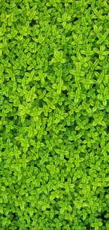 Bright green leaf texture wallpaper, ideal for nature lovers.