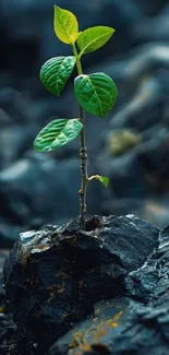 Green plant growing on dark rock in vibrant nature wallpaper.