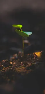 Green sprout emerging from dark soil on a mobile wallpaper.