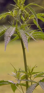 A vibrant, green plant stands tall with elongated leaves against a soft background.