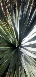 Close-up view of green plant leaves for mobile wallpaper.