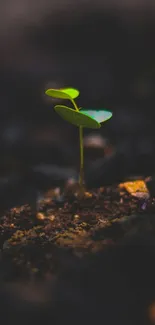 Small green plant growing in soil with dark blurred background.