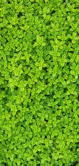 Vibrant green plant wallpaper with lush foliage