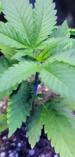 Vibrant green plant with lush leaves.