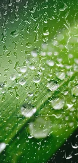 Close-up of rain droplets on a green leaf, nature wallpaper.