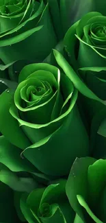 Beautiful green roses wallpaper with detailed petals.