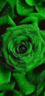 Vibrant green rose with dewy petals on lush foliage