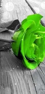 Close-up of vibrant green rose on wooden background.