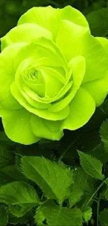 Vibrant green rose amid lush green leaves, perfect for mobile wallpaper.