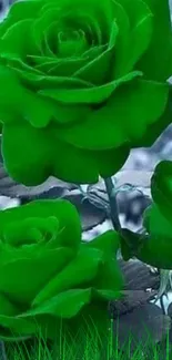 Vibrant green roses mobile wallpaper with a serene background.