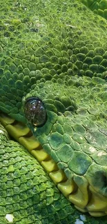 Close-up of a vibrant green snake with detailed scales.