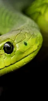 Close-up of a vibrant green snake with detailed scales in stunning focus.