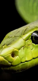 Close-up of a vibrant green snake with detailed scales and striking eyes.