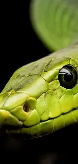 Close-up of a green snake's face against a dark background.