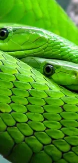 Close-up of a vibrant green snake with detailed scales.