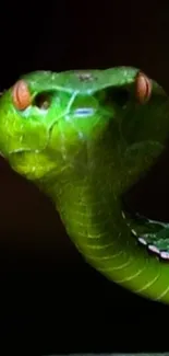 Close-up of a vibrant green snake with sharp detail against a dark background.