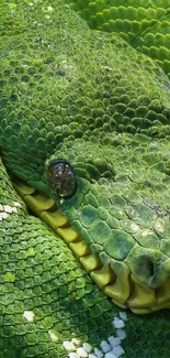 Close-up of a vibrant green snake with detailed scales.