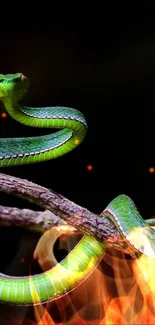 Vibrant green snake on branch wallpaper