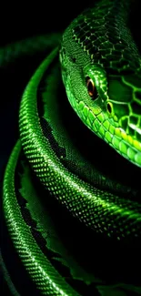 Vivid green snake coiled with a striking, vibrant appearance.