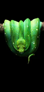 A vibrant green snake hanging gracefully on a branch against a black background.