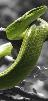 Vibrant green snake coiled on tree branch in natural setting.