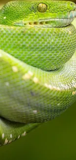 Close-up of a vibrant green coiled snake with detailed scales.