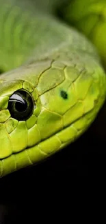 Close-up of a vibrant green snake on a black background.