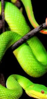 Vibrant green snake coiled on a branch in nature.