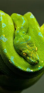 Vibrant green snake coiled neatly on display.