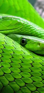 Close-up of vibrant green snake with detailed scale pattern.