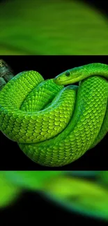 Vibrant green snake coiled on a branch with detailed scales.