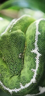 A close-up view of a vibrant green snake with detailed textures.