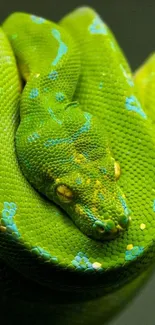 Bright green snake with vibrant scales and a detailed pattern.