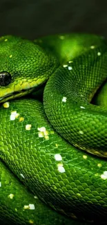 Close-up of a vibrant green snake showing its textured scales.