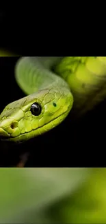 Close-up of a vibrant green snake on a dark background.