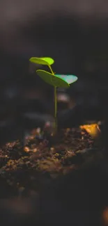 A vibrant green sprout emerges from dark soil, surrounded by earthy tones.