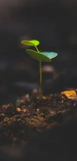 A vibrant green sprout growing from dark soil background.