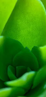 Close-up of a vibrant green succulent plant.