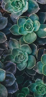 Green succulent phone wallpaper featuring lush rosette patterns.