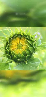 Green sunflower bud with vibrant leaves on a nature background.